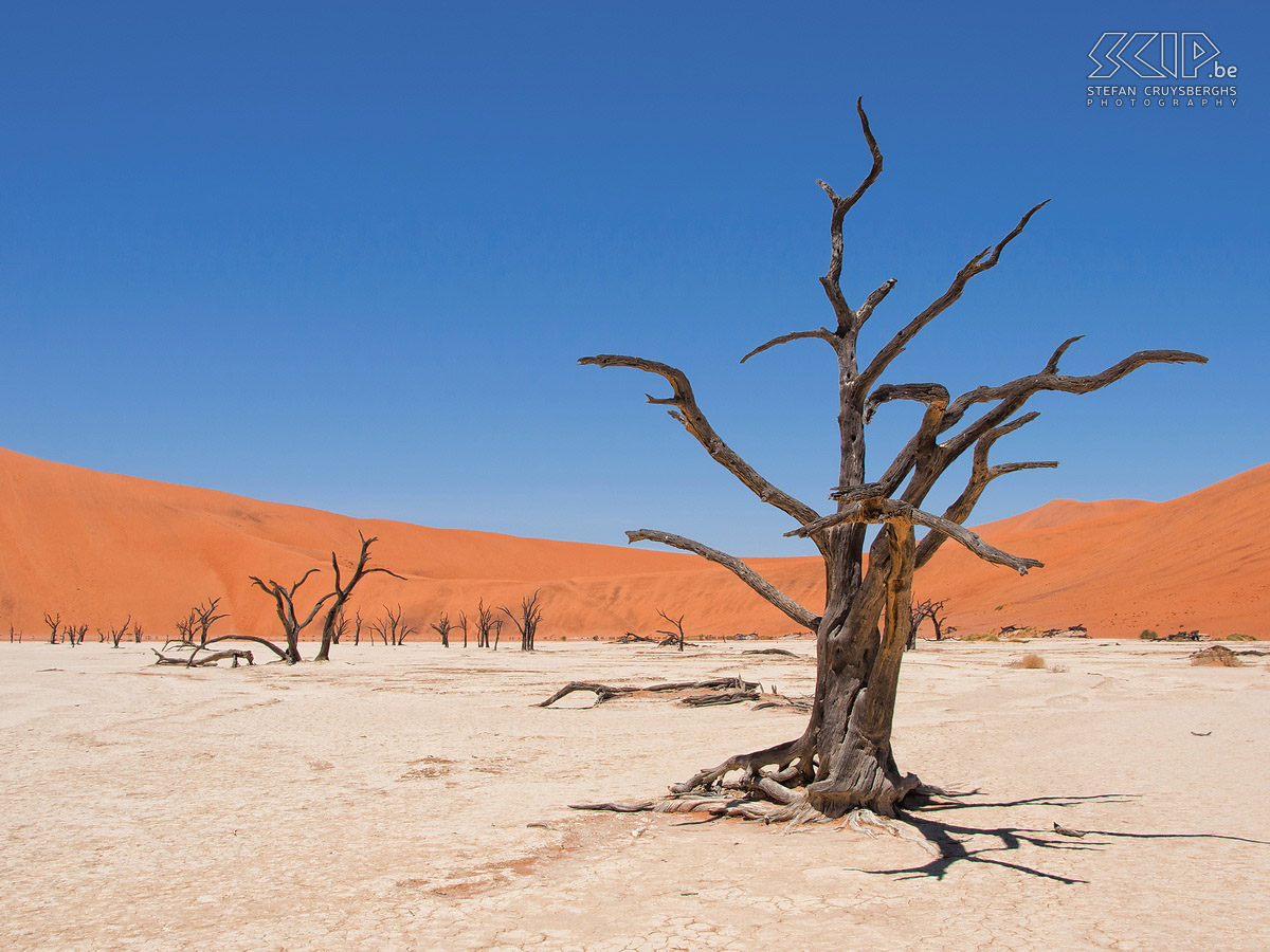 Namib - Dead Vlei Versteende acacia bomen op de pan van Dead Vlei. Stefan Cruysberghs